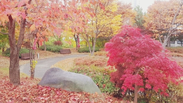 플래티늄 동부점의 가을풍경2