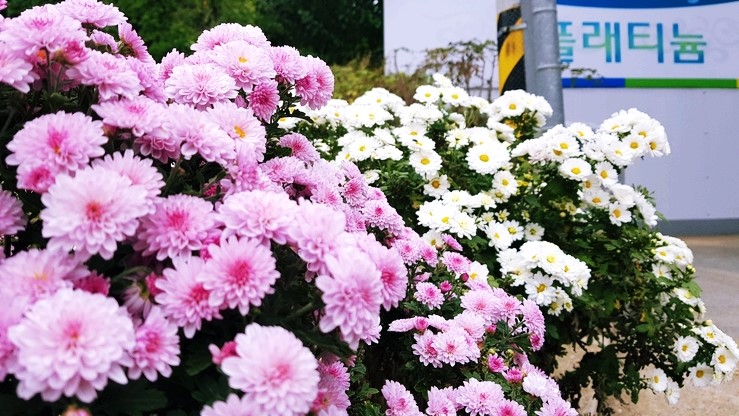 플래티늄 동부점의 가을풍경