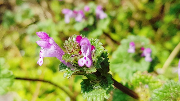 그래도 봄은 오네요.^^